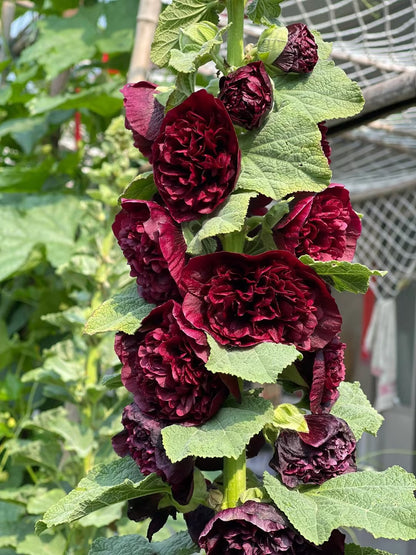 🌸Last Day Sale - 50% OFF💐Double Hollyhock Seeds