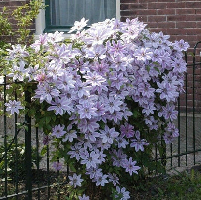 🌷Clematis - Garden’s All-Season Blooming Wonder