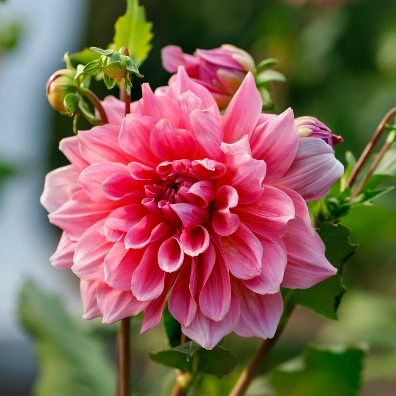 Otto's Thrill Dahlia