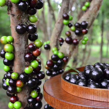 Jabuticaba-Plinia cauliflora-Tree Grape Seeds