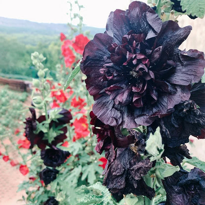 🌸Last Day Sale - 50% OFF💐Double Hollyhock Seeds