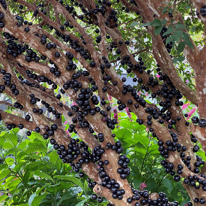 Jabuticaba-Plinia cauliflora-Tree Grape Seeds