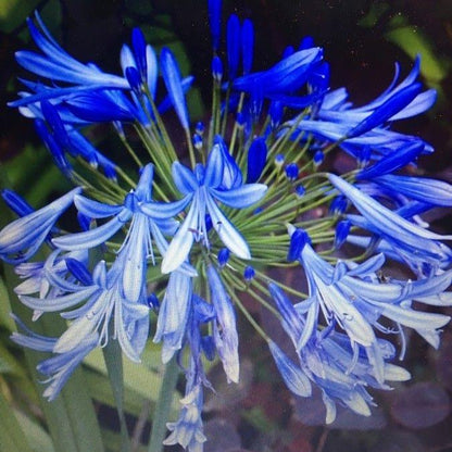 🔥Agapanthus Seeds💥Enjoy 50% Off