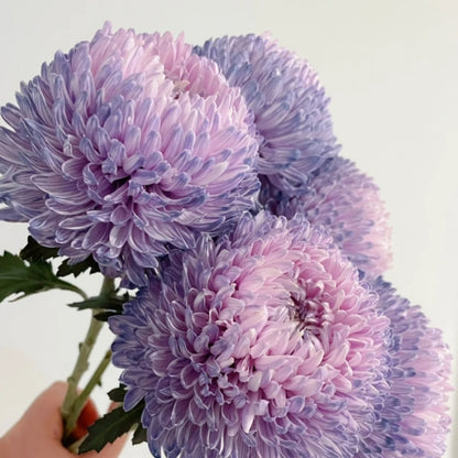 🔥50% OFF🌈Multicolored Peony Aster Seeds🌹