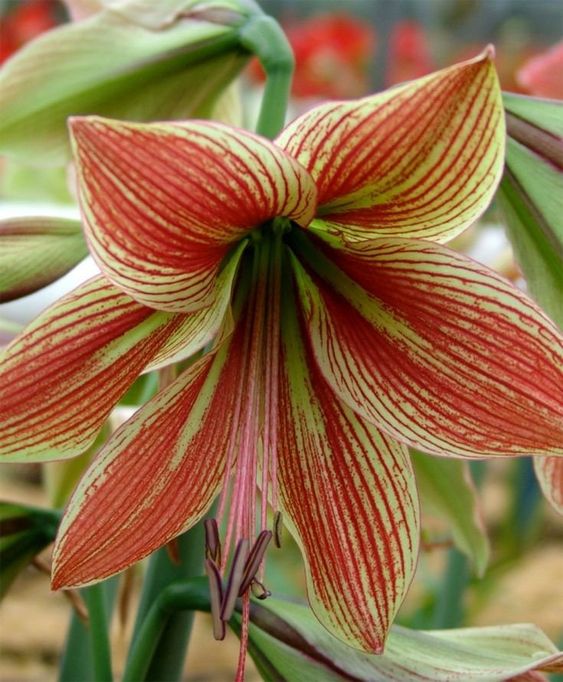 Amaryllis Bulbs