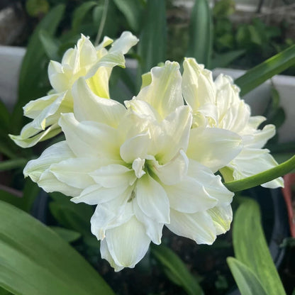 Amaryllis Bulbs