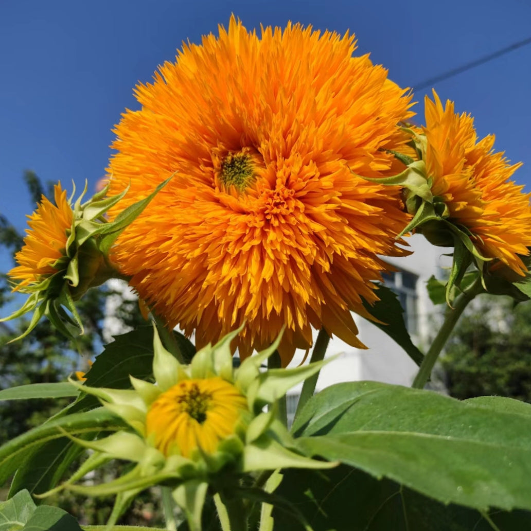 Teddy Bear Sunflower Seeds