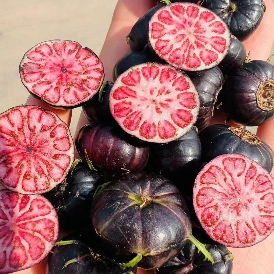 Red Berry Ginseng-Spider Fruit Seeds