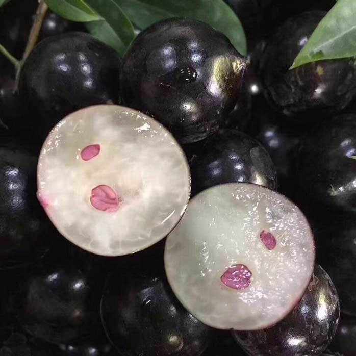 Jabuticaba-Plinia cauliflora-Tree Grape Seeds