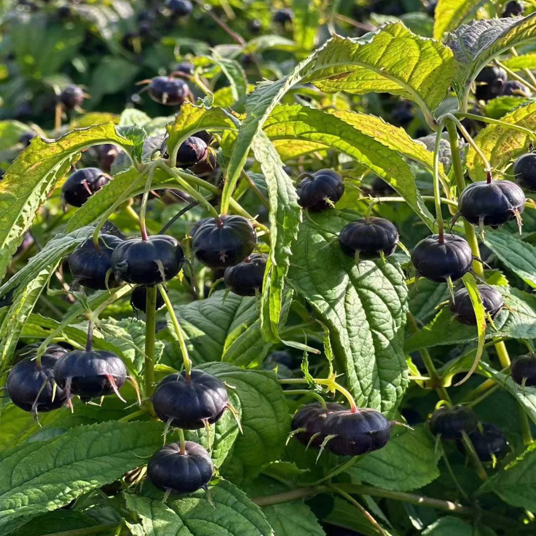 Red Berry Ginseng-Spider Fruit Seeds