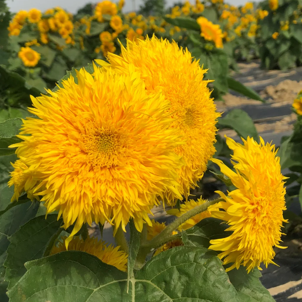 🌻Teddy Bear Sunflower Seeds