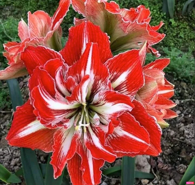 Amaryllis Bulbs