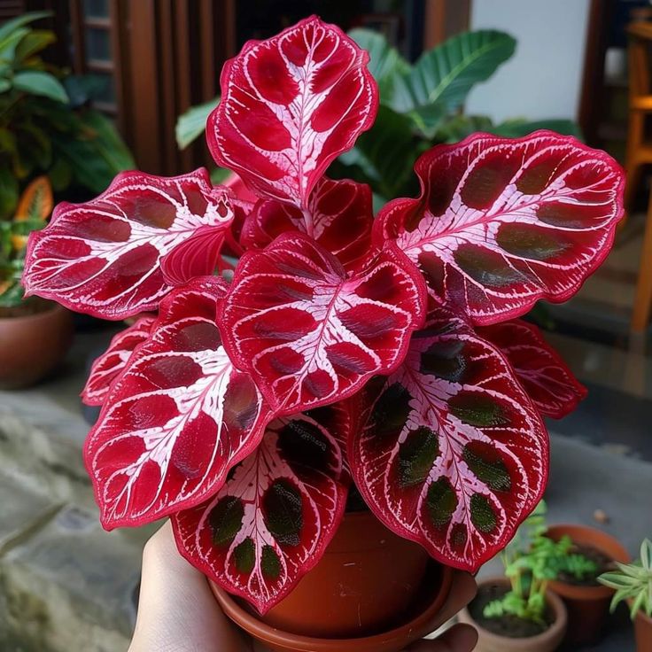 🎁2025 Limited Offer🏷️Rare Calathea Flower Seeds🌿