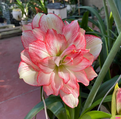 Amaryllis Bulbs