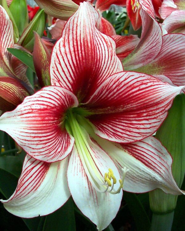 Amaryllis Bulbs