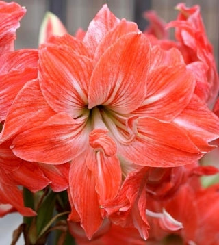 Amaryllis Bulbs