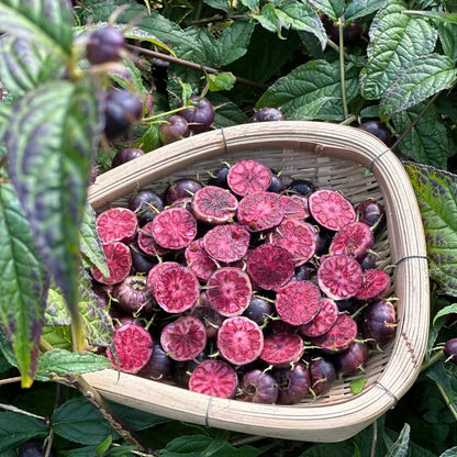 Red Berry Ginseng-Spider Fruit Seeds