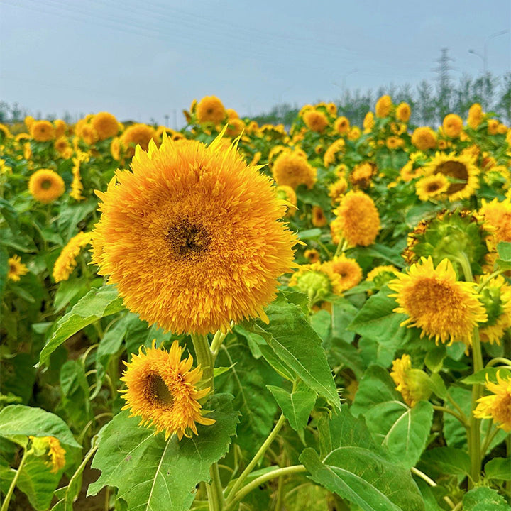 🌻Teddy Bear Sunflower Seeds