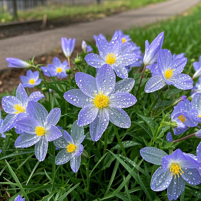 🫧Ethereal Purple Zinnias Seeds – Transparent Petal Wonders🪷