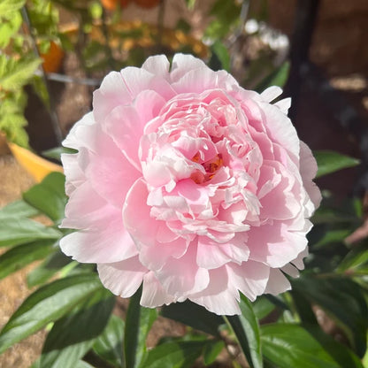 🌺The Queen of Flowers—Peony Flower