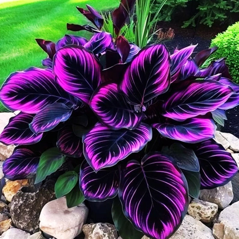 🎁2025 Limited Offer🏷️Rare Calathea Flower Seeds🌿