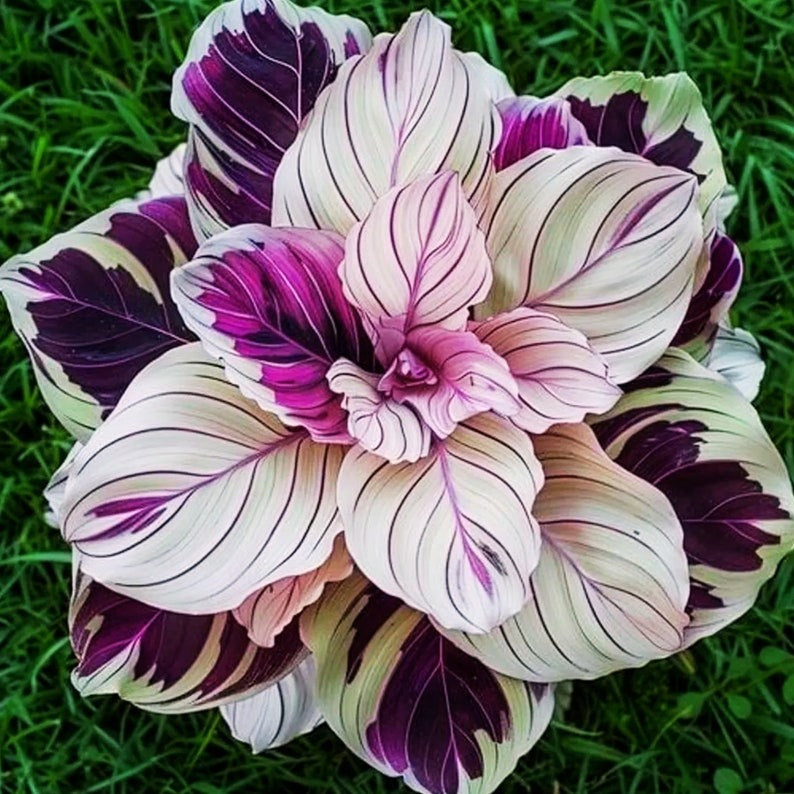 🎁2025 Limited Offer🏷️Rare Calathea Flower Seeds🌿