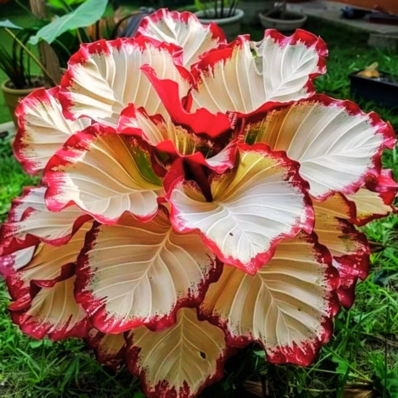 🎁2025 Limited Offer🏷️Rare Calathea Flower Seeds🌿