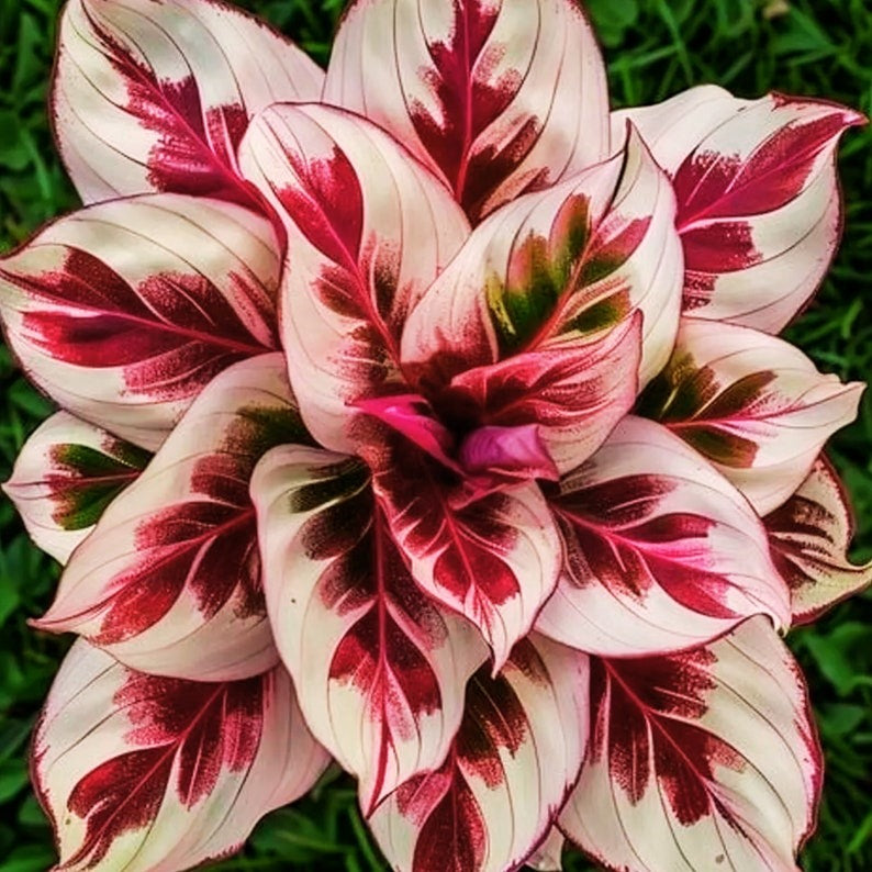 🎁2025 Limited Offer🏷️Rare Calathea Flower Seeds🌿