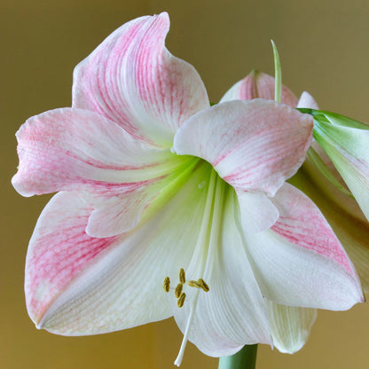 Amaryllis 'Apple Blossom'