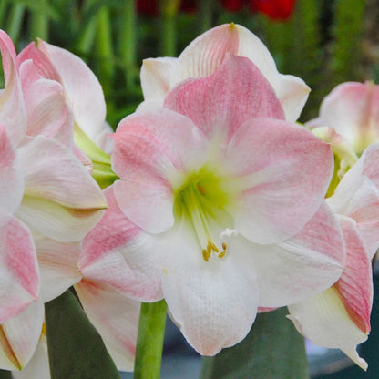 Amaryllis 'Apple Blossom'