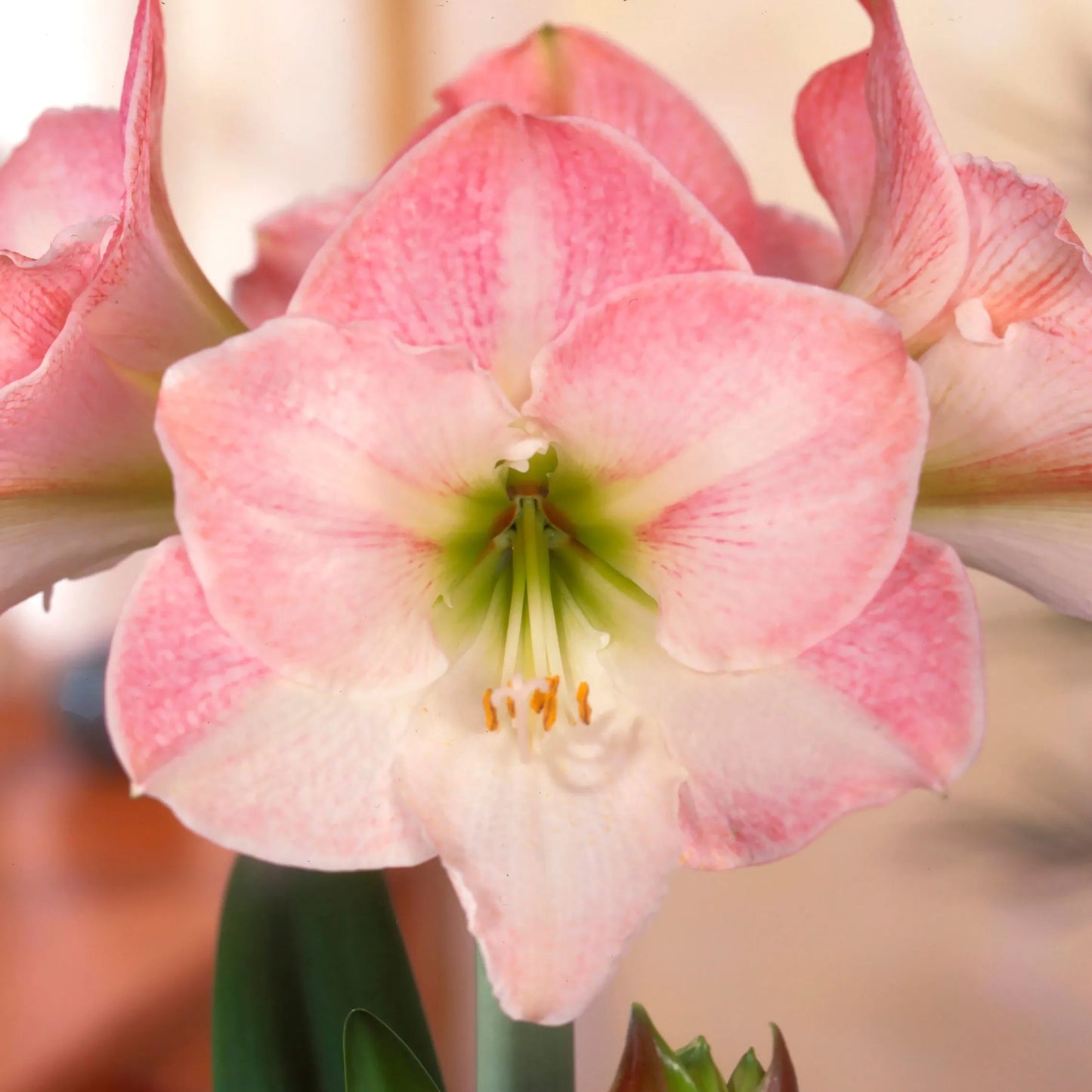 Amaryllis 'Apple Blossom'