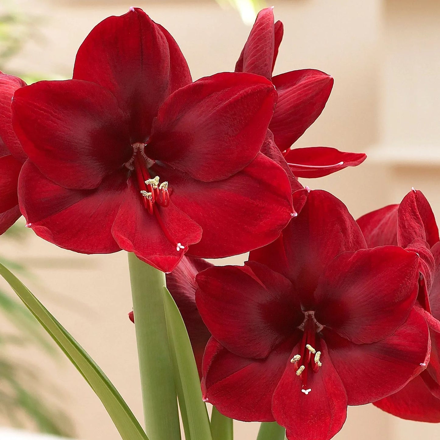 Amaryllis 'Carmen'