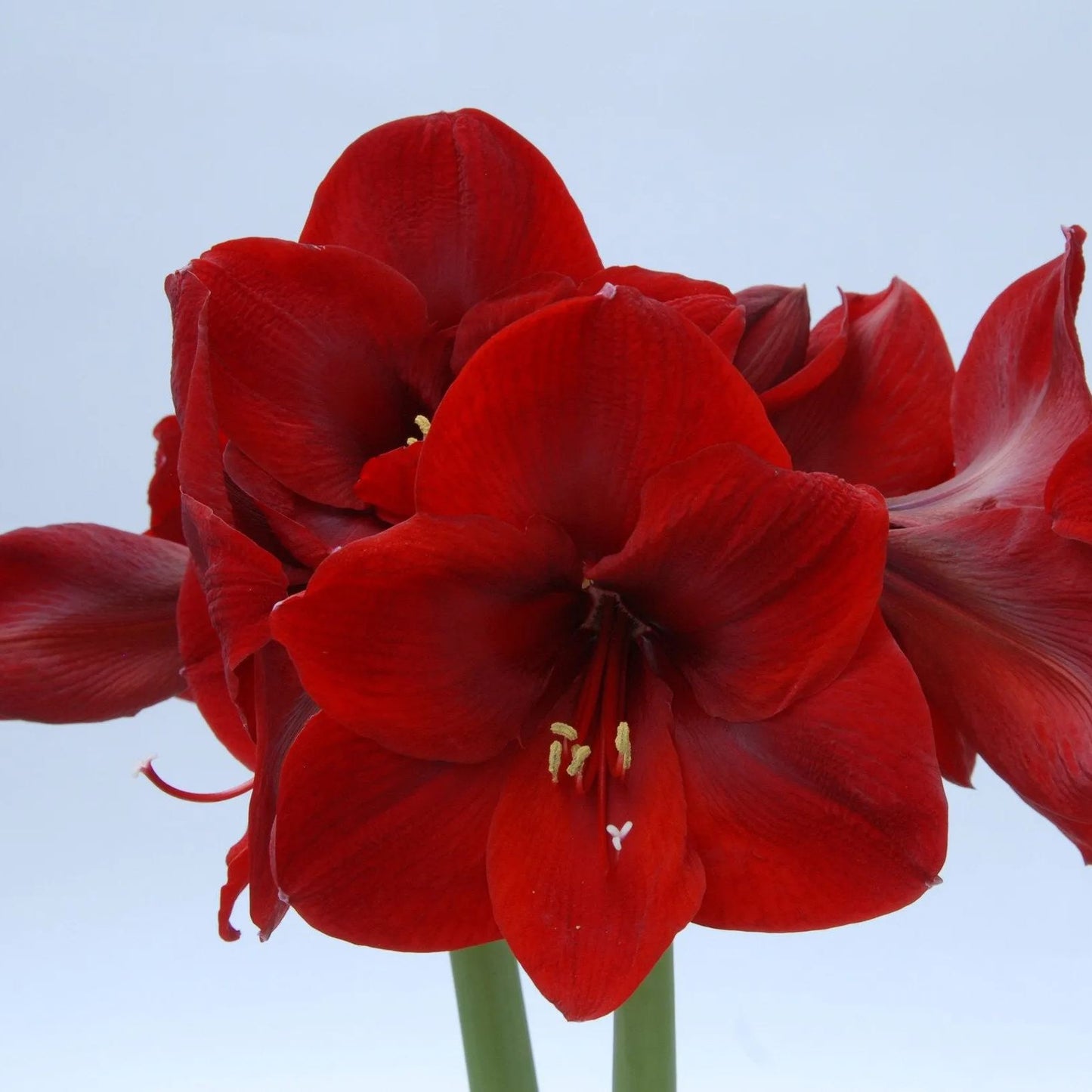 Amaryllis 'Carmen'