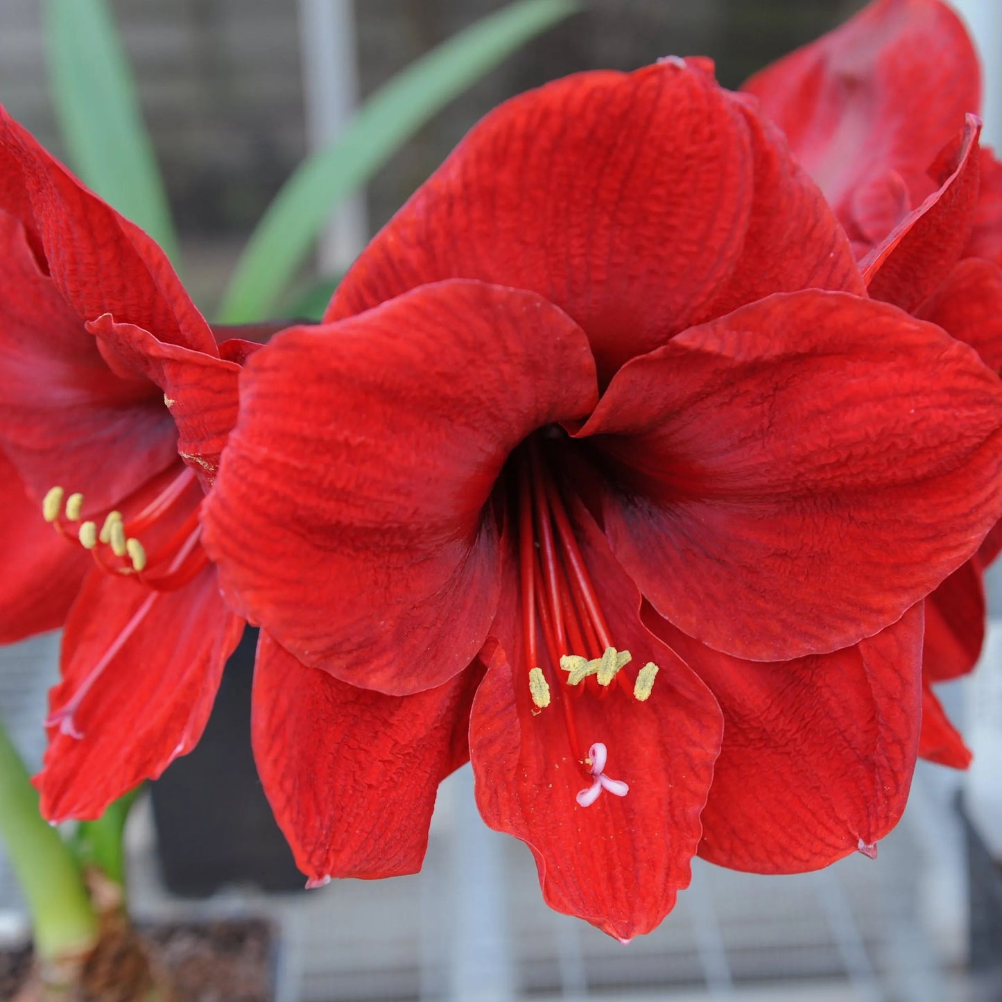 Amaryllis 'Carmen'