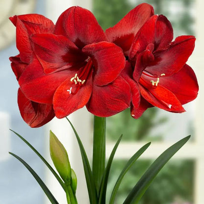 Amaryllis 'Carmen'