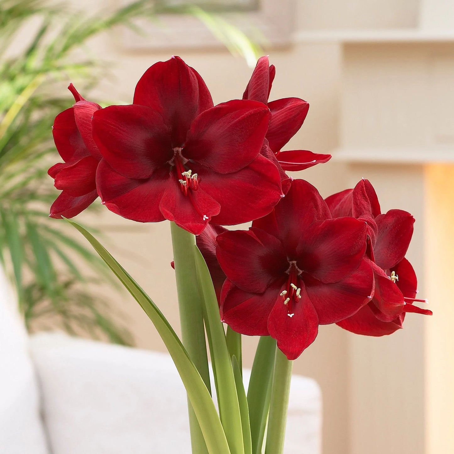 Amaryllis 'Carmen'