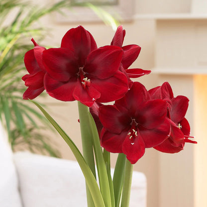 Amaryllis 'Carmen'