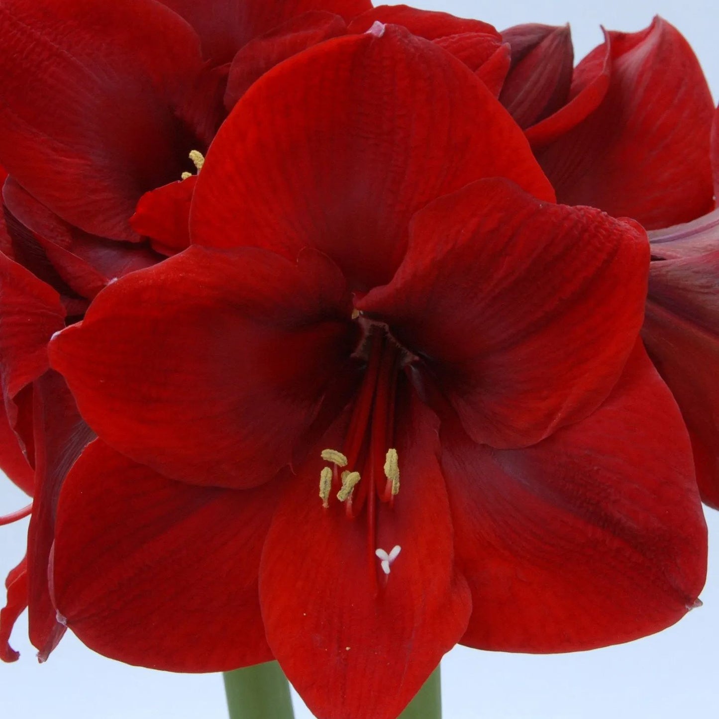 Amaryllis 'Carmen'