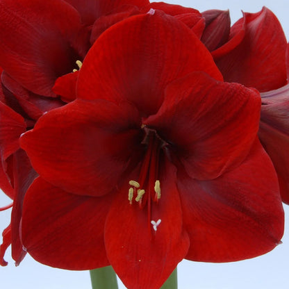 Amaryllis 'Carmen'