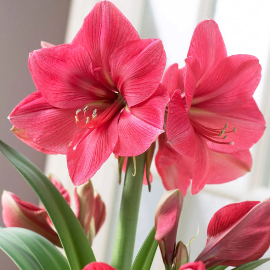 Amaryllis 'Hercules'