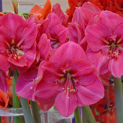 Amaryllis 'Hercules'