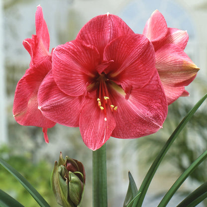 Amaryllis 'Hercules'