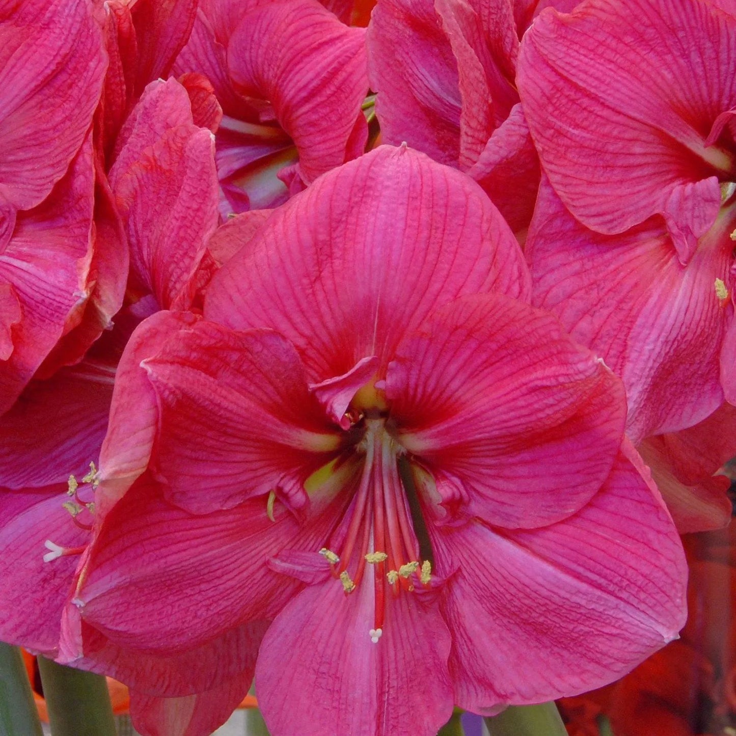 Amaryllis 'Hercules'