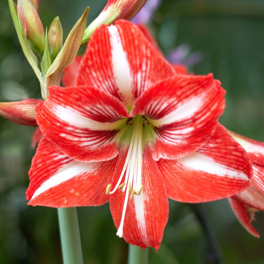 Amaryllis 'Minerva'