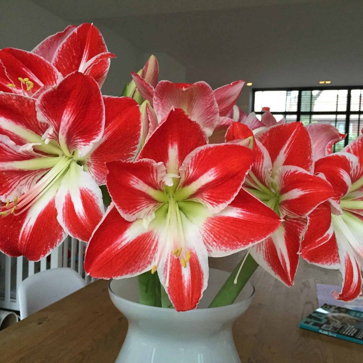 Amaryllis 'Minerva'