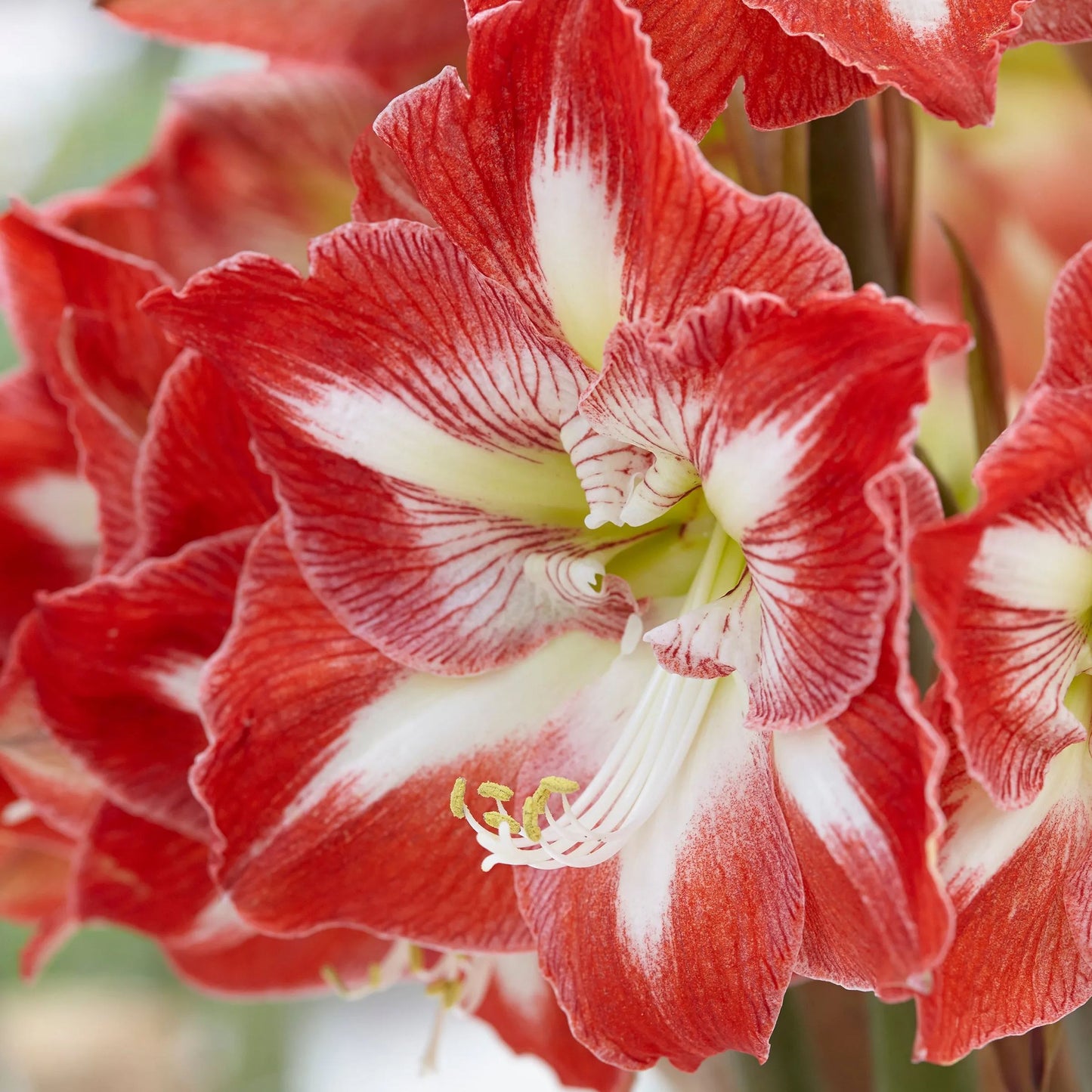 Amaryllis 'Minerva'