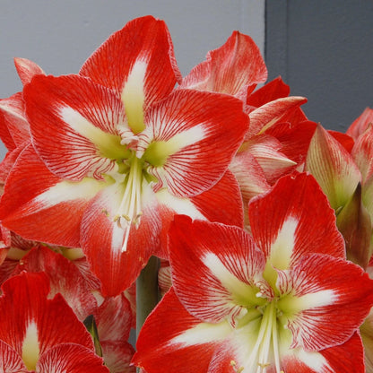 Amaryllis 'Minerva'