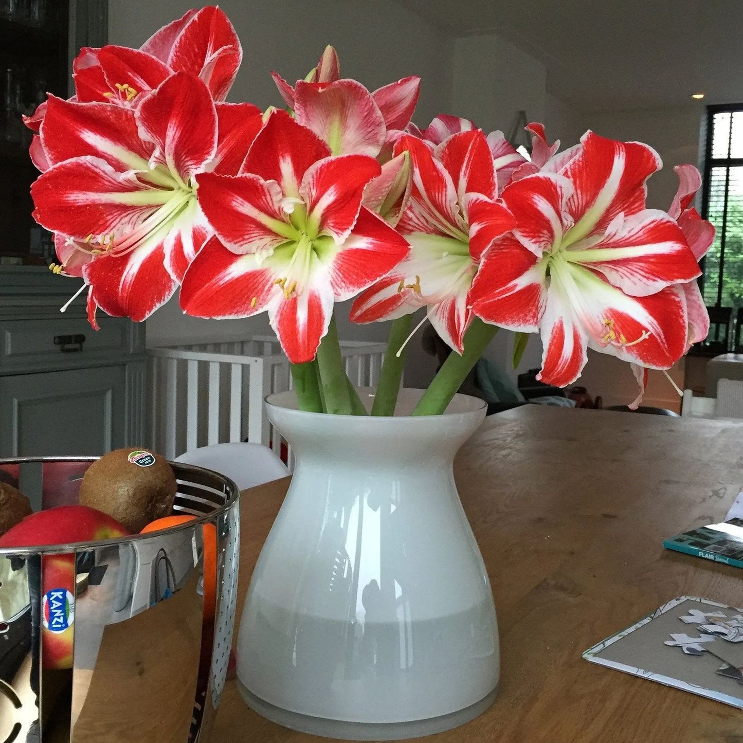 Amaryllis 'Minerva'