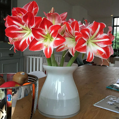 Amaryllis 'Minerva'