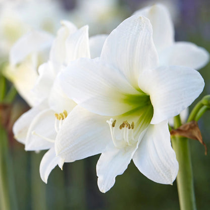 Amaryllis 'Mont Blanc'